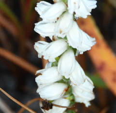 Spiranthes bightensis