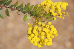 Acacia uncifera