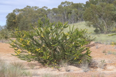 Acacia uncifera