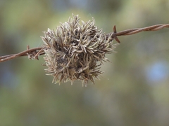 Tillandsia virescens