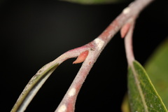 Salix laevigata