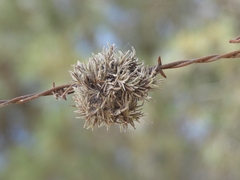 Tillandsia virescens