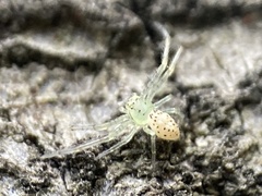 Diaea