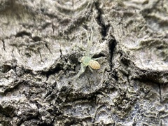 Diaea