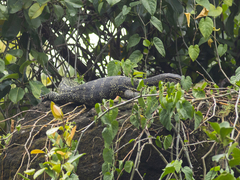 Varanus salvator bivittatus