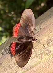 Biblis hyperia