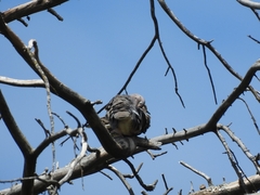 Patagioenas maculosa