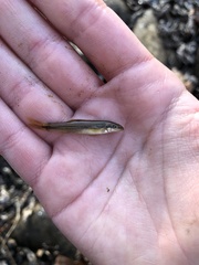 Rhinichthys cataractae