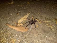 Acanthoscurria natalensis