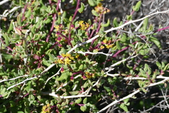 Tetragonia fruticosa