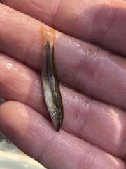 Rhinichthys cataractae