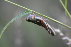 Phoetaliotes nebrascensis