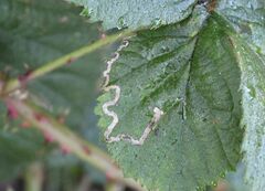 Stigmella aurella