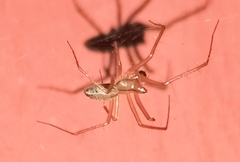 Bolyphantes alticeps