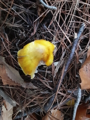 Tricholoma sejunctum