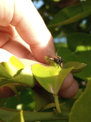 Brachygastra lecheguana
