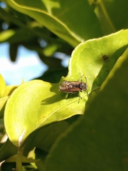Brachygastra lecheguana