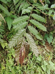 Lecythidaceae