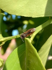 Brachygastra lecheguana