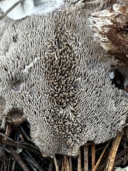 Phellodon fuligineoalbus