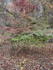 Euonymus alatus