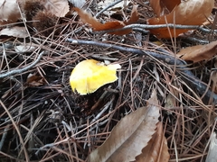 Tricholoma sejunctum
