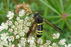 Tenthredo vespa