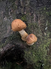 Gymnopilus ventricosus