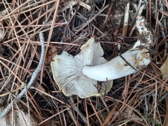 Tricholoma sejunctum