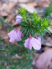 Tetratheca neglecta