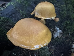 Gymnopilus ventricosus
