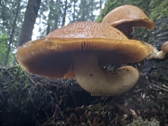Gymnopilus ventricosus