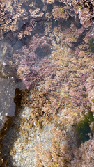 Corallina officinalis