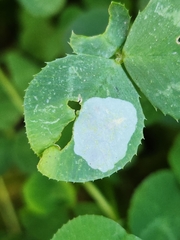 Porphyrosela minuta