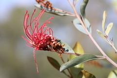 Grevillea decora decora