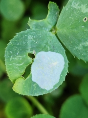 Porphyrosela minuta