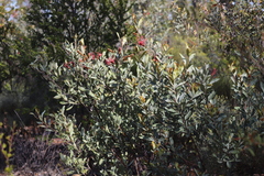 Grevillea decora decora
