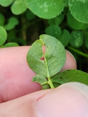 Porphyrosela minuta