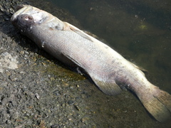 Micropterus