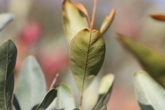 Grevillea decora decora