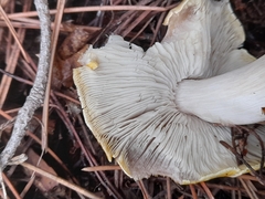 Tricholoma sejunctum