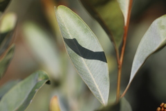Grevillea decora decora