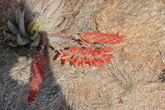 Aloe claviflora