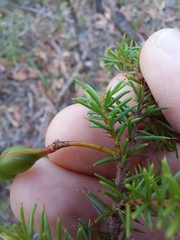 Acacia echinula