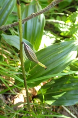 Cremastra appendiculata variabilis