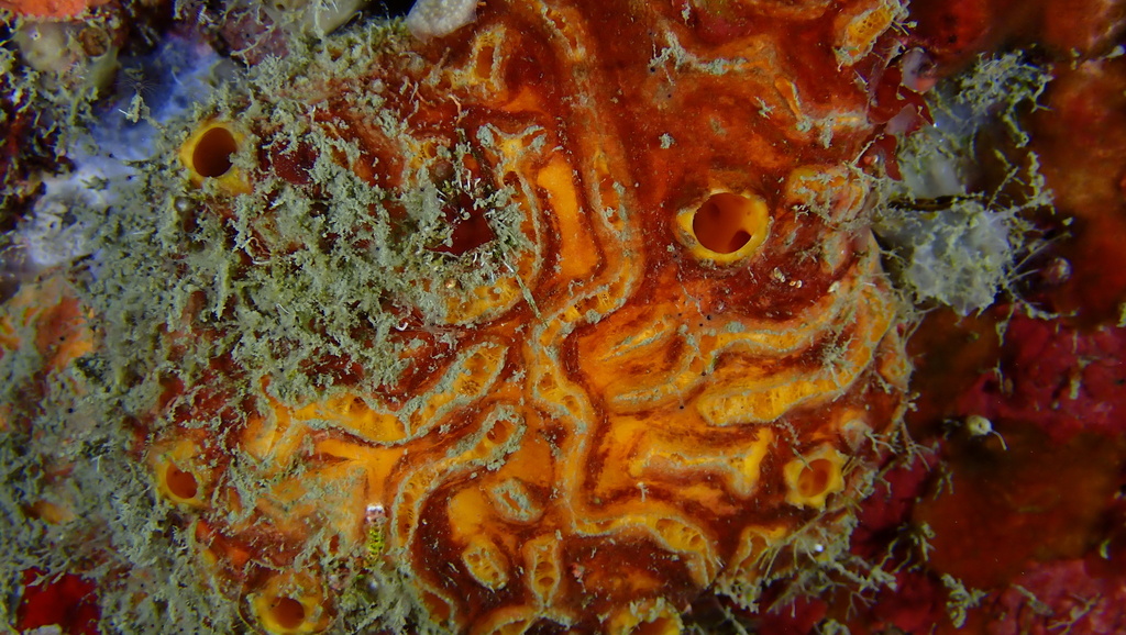 Myrmekioderma gyroderma
