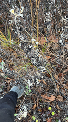 Artemisia ludoviciana