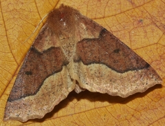 Crocallis tusciaria