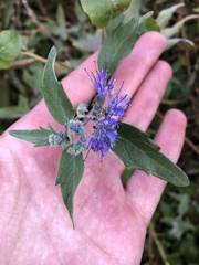 Caryopteris