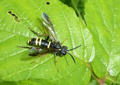 Tenthredo vespa